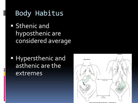 Body Habitus Lecture Flashcards Quizlet