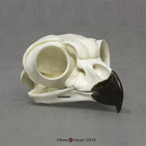 Great Horned Owl Skull Bone Clones Osteological Reproductions