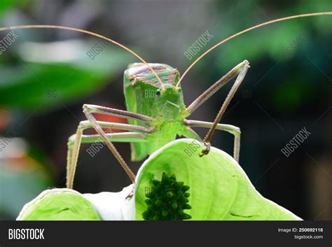 Giant Malaysian Katydid