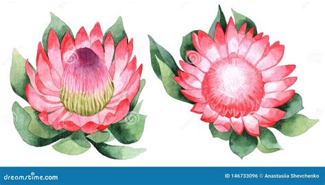 Sistema De La Acuarela Del Protea Ilustraci N Drenada Mano Aislado En