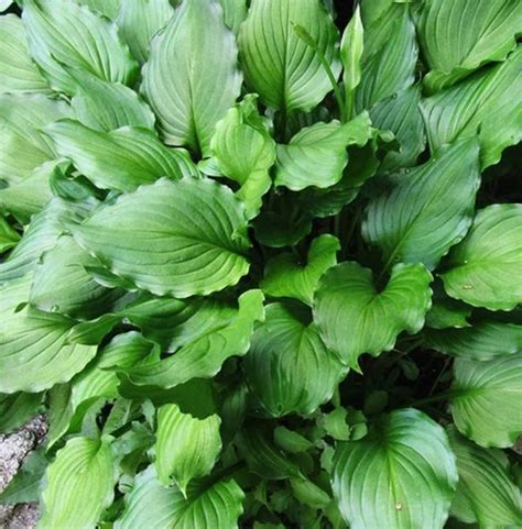 Hosta Stirfry For Sale New Forest Hostas And Hemerocallis Hostas