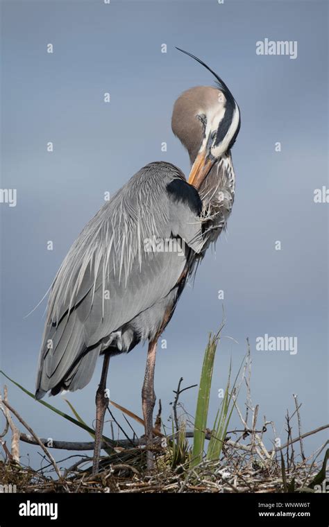 Great Blue Heron Preening Stock Photo Alamy