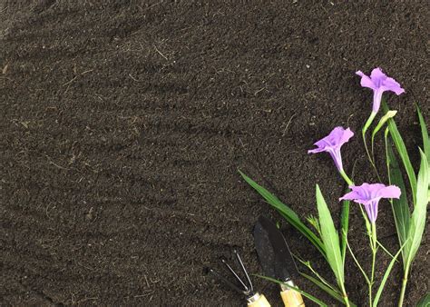 flower soil stock  images  backgrounds