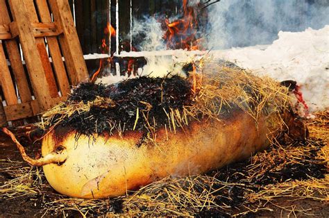 Ignatul Tradi Ii I Obiceiuri N Ziua Sacrific Rii Porcului De Cr Ciun