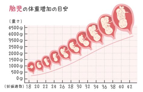 胎児の成長は感動的！妊娠月ごとの赤ちゃんの様子を知ろう ベビリナ