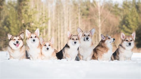 Download Snow Winter Depth Of Field Dog Animal Corgi Hd Wallpaper