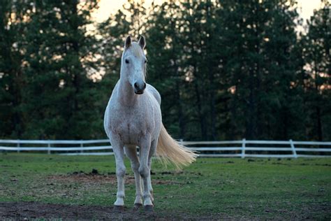 Healing with Horses Gallery – Free Rein Therapeutic Riding