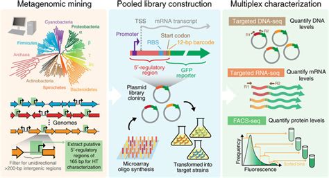 High Throughput Characterization Of Regulatory Sequences From 184