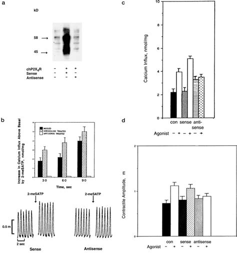 Cellular Effects Of Sense And Antisense Oligonucleotides Directed At