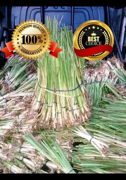 Jual Paket Batang Bibit Rumput Vetiver Akar Wangi Pencegah Erupsi