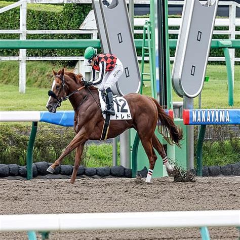 【中山3r新馬戦結果】トレドがレコードで逃げ切り6馬身差圧勝 2022年9月24日掲載 ライブドアニュース