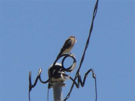 Trip Amerkestrel Hector C Cruzado Flickr