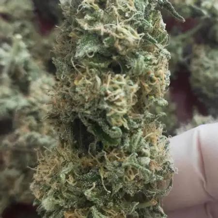 Apple Fritter Automatic Strain Info Apple Fritter Automatic Weed By