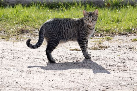 Tabby Cat: Breed Profile, Characteristics & Care