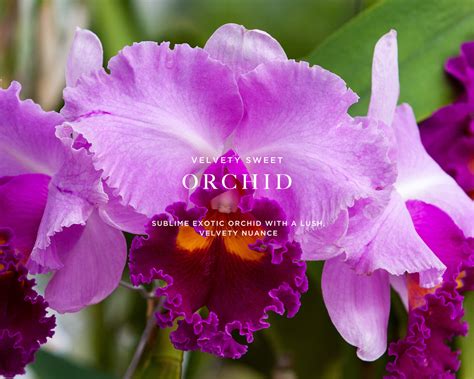 Orchid Perfume | Fine Fragrance | Caswell-Massey®