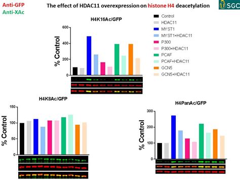 Hdac Cellular Assay Development Histones Deacetylation