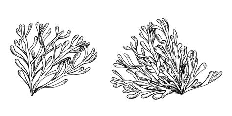 Premium Vector Sea Plants Ink Hand Drawn Illustration Isolated On