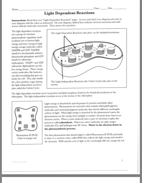 Light Dependent Reactions Worksheets