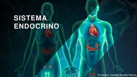 Sistema Endocrino Danny Bustillo Udocz