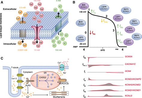 Human Induced Pluripotent Stem Cellderived Cardiomyocytes As Models