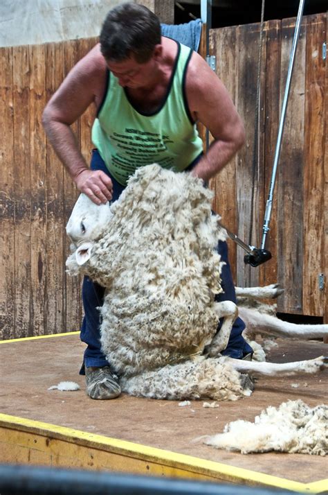 Sheep Shearing Demonstration N Shear Outback Hay Nsw Flickr