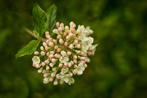 12 Species Of Viburnum Shrubs