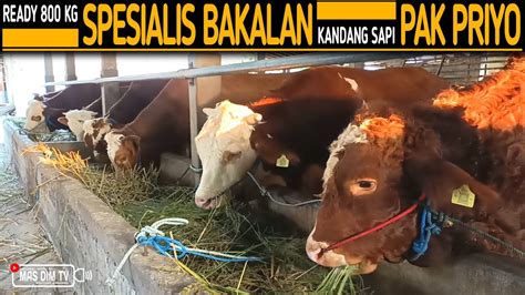 Ready 800 Kg Stock Terbaru Spesialis Sapi Bakalan Super Kandang Sapi