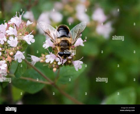 Eristalis Tenax Feeding On Flower Hi Res Stock Photography And Images