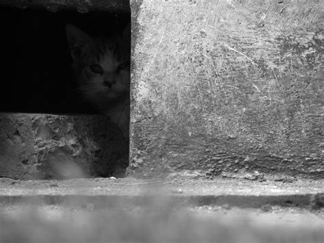 Hiding Cat Outdoor Free Image Download