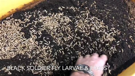 Drying Black Soldier Fly Larvae Youtube