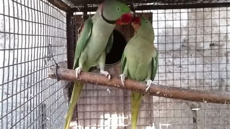 Alexandrine Breeding Season 2022 Youtube