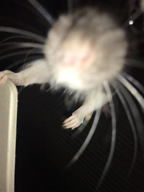 She gives you a small kiss : r/RATS
