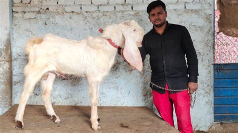 Hyderabadi Goat S In Ayub Goat Farm Hyderabad Pure Gulabi Bakra