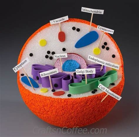 Animal Cell Project 3d Labeled