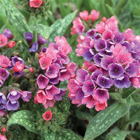 Pulmonaria Raspberry Splash White Flower Farm