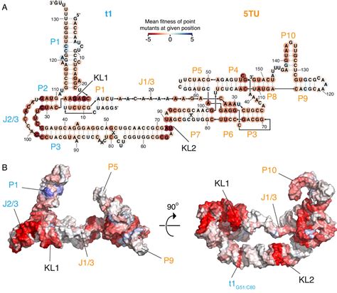 Cryo Em Structure And Functional Landscape Of An Rna Polymerase