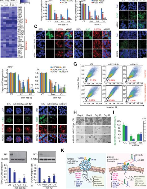 Mir P And Mir Overexpression Attenuates Emt And Stemness A