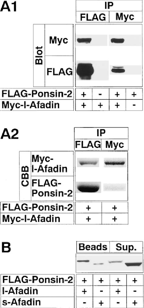 Figure 3 From Ponsin SH3P12 An L Afadin And Vinculin Binding Protein