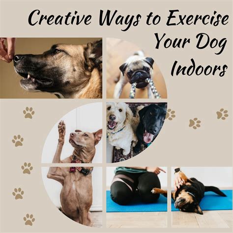 Creative Ways To Exercise Your Dog Indoors All For The Love Of Dogs