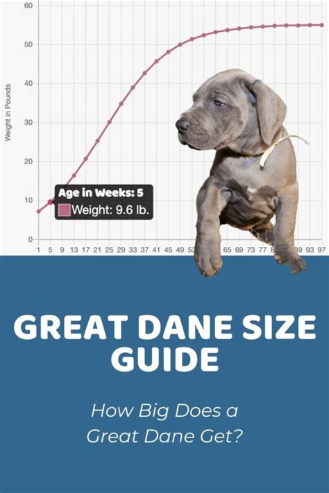 Interactive Great Dane Growth Chart and Calculator - Puppy Weight ...