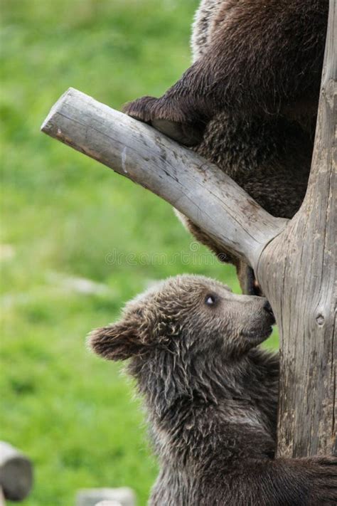 E Arctos D Ursus Photo Stock Image Of Alaska Lionceau 147598818