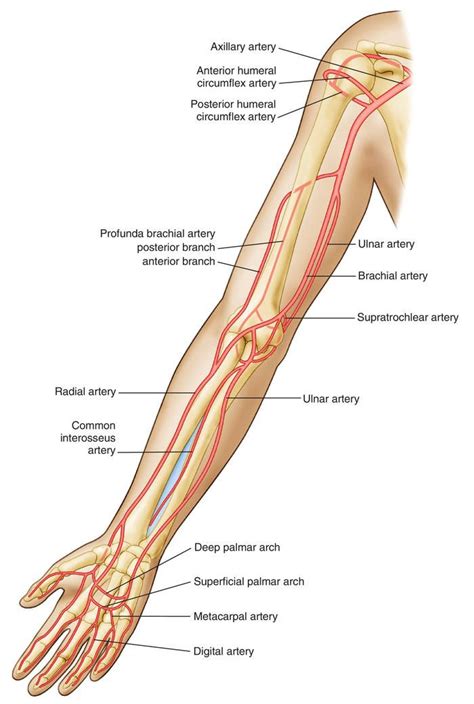 Brachial Arteries Arteries Anatomy