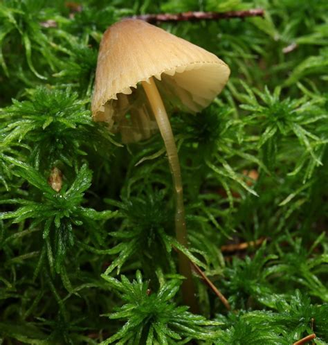 Gr Nschneidiger Helmling Olivbrauner Helmling Mycena Viridimarginata