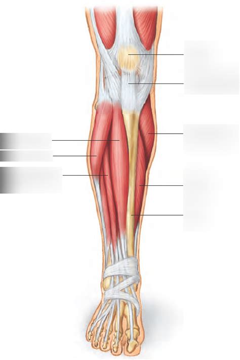 Lower Leg Muscle Diagram Anterior View Diagram Quizlet