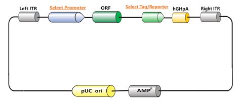 Aav Orf Cdna Sgrna And Cas Precursor Microrna Microrna Inhibitor