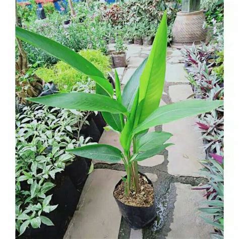 Jual Tanaman Hias Heliconia Pisang Pisangan Minimum Order Shopee