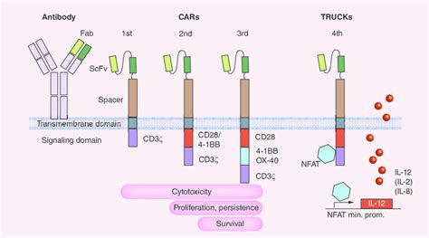 The Structure Of Chimeric Antigen Receptor Car Iv Intracellular