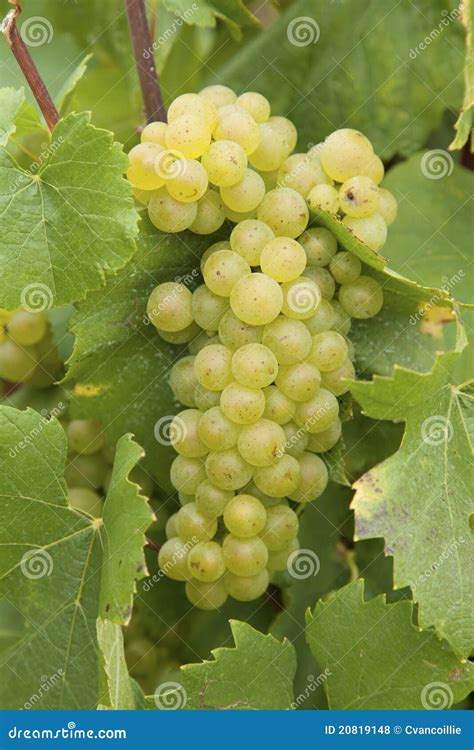 Chardonnay Grapes Stock Photo Image Of Yellow Food 20819148