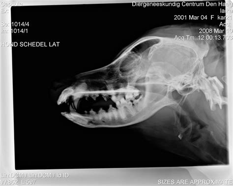 How Much Does Dog X Rays Cost | Hutomo