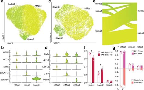 Subpopulations Of Human And Mouse Mesothelial Cells A Umap Projection Download Scientific